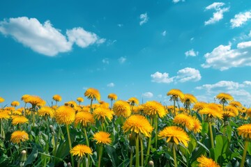 Fototapeta premium Yellow dandelions blooming against a blue cloudy sky