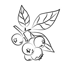 Blueberry Berries Hand Drawn Ink Clip Art. Vintage Whortleberry. Vector Illustration.