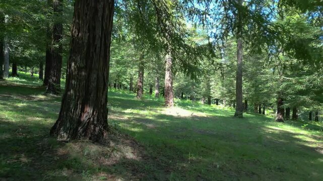 Forest Trail Through Redwood Trees At Bosque de Colon - Sequoias Poio In Pontevedra, Spain. drone pullback shot