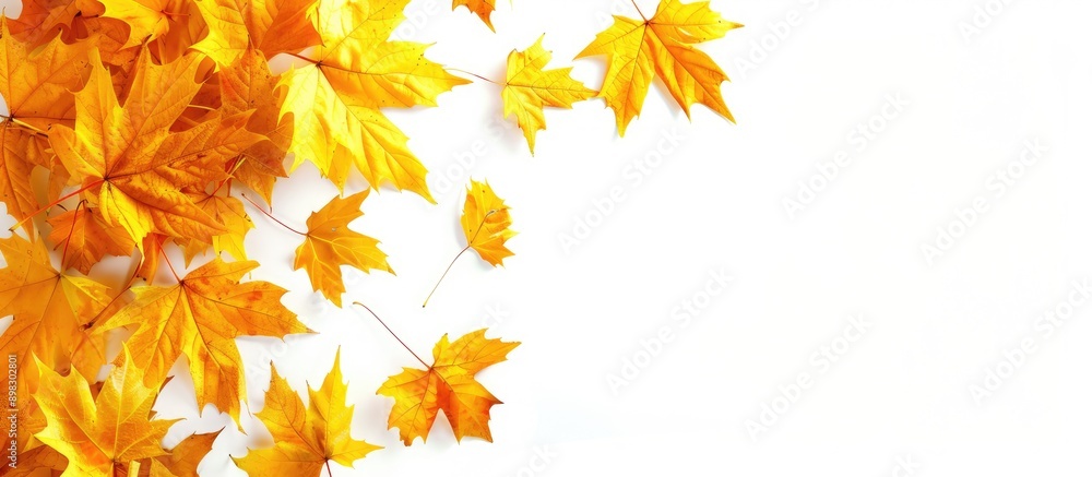 Poster autumn themed backdrop with numerous yellow maple leaves featuring a white background providing room