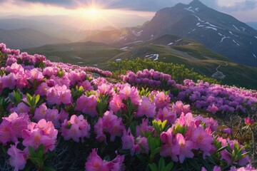 Fototapeta premium Pink rhododendron flowers in a mountain valley