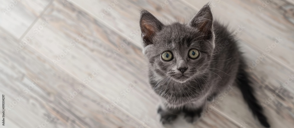 Poster adorable small gray kitten with green eyes sitting on the floor and looking at the camera in a top d