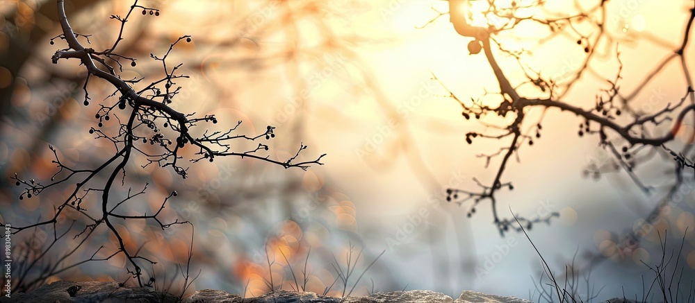 Leinwandbilder blurred silhouettes of tree branches on a stone backdrop with copy space image