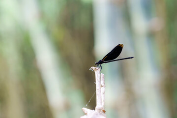 A dragonfly perched on tree branches.