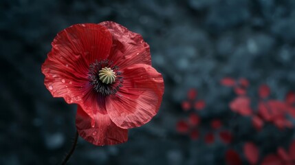 petals dotted with water drops against a black backdrop