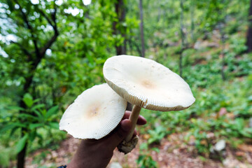 The white mushrooms that we can find in the forest.