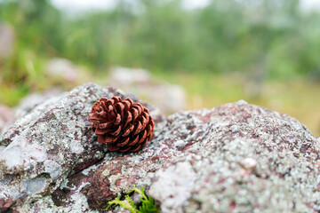 Pine cones