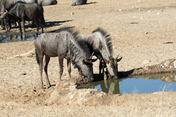 Wildebeest (Connochaetes taurinus)  at a waterhole in the Kgalagadi Park in the Kalahari, South Africa