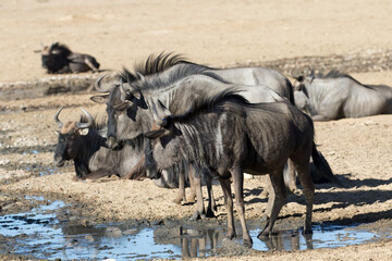 Fototapeta premium Wildebeest (Connochaetes taurinus) at a waterhole in the Kgalagadi Park in the Kalahari, South Africa