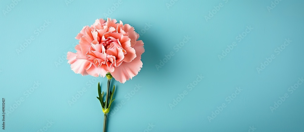 Aufkleber top down view of a lovely pink carnation flower on a bright blue table with copy space image represe