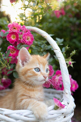 beautiful red kitten 2 months old with big blue eyes sits in a white wicker basket among blooming...
