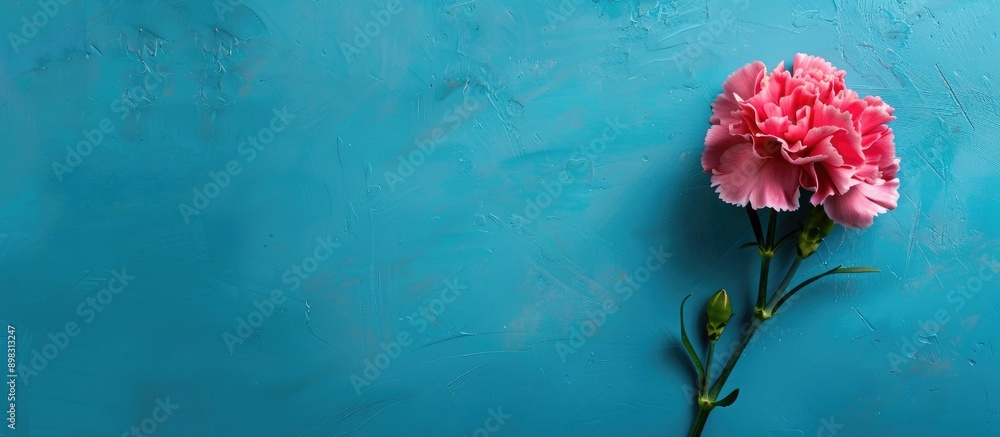 Aufkleber top down view of a lovely pink carnation flower on a bright blue table with copy space image represe