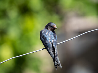 bird
