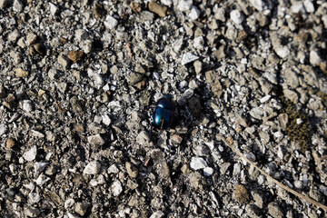 vista macro da sopra di un piccolo scarabeo blu che si muove su una superficie grigia, ruvida e coperta da sassi, di giorno