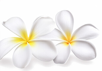 Fototapeta premium white plumeria groups and white Frangipani flowers isolated on white background. plumeria flower