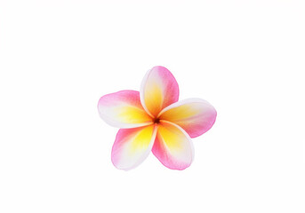 pink plumeria, pink Frangipani flower isolated on white background with clipping path.