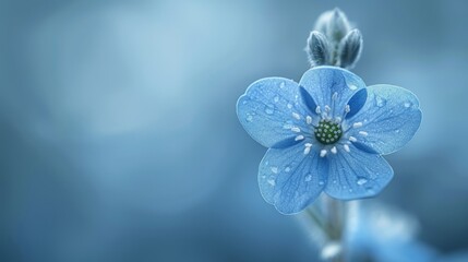  A blue flower in focus with dewdrops on its petals and a blurred background