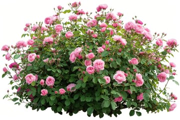 Vibrant pink rose bush blooming