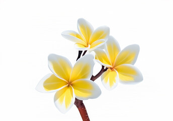 Fototapeta premium Plumeria Bridal bouquet of frangipani flowers isolated on white background