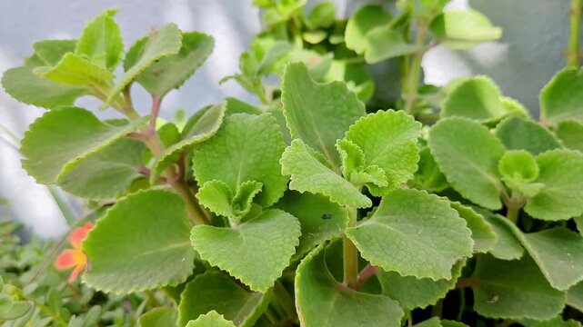Close-up top view of Mexican Mint, Cuban Oregano or Plectranthus amboinicus plant