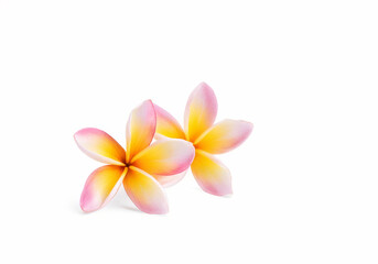 Fototapeta premium pink plumeria, pink colorful plumeria groups, Frangipani flower isolated on white background with clipping path.