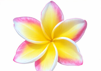 pink plumeria, pink Frangipani flower isolated on white background with clipping path.