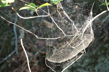 spider web on a tree branch on a foggy day natural background. Spider web stretched  - intricate web patterns