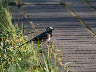 The white wagtail (Motacilla alba) walking on the ground in a park on a path among vegetation in the evening