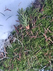 snow covered pine needles