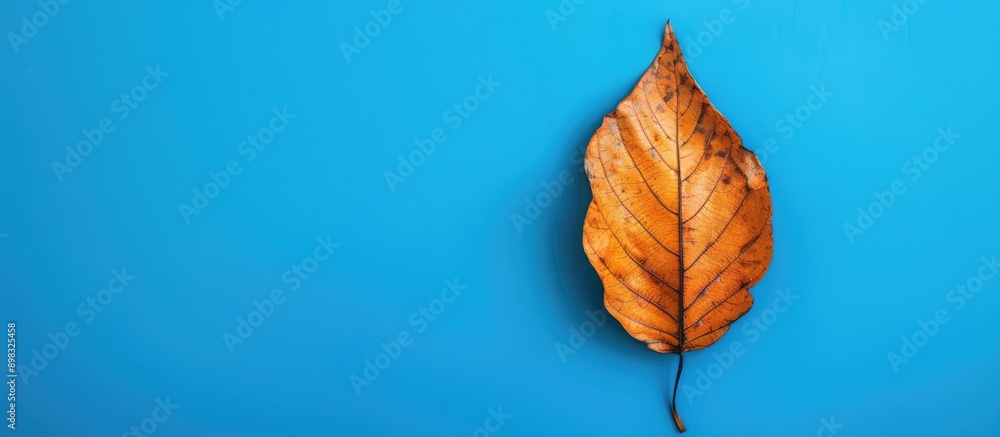 Poster Bright blue backdrop with a single dry leaf perfect for copy space image
