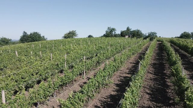 Beautiful landscape of vineyard on sunny day in the summer season,aerial view.