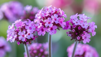 Obraz premium A close-up of numerous flowers with blurred foreground of similar blooms