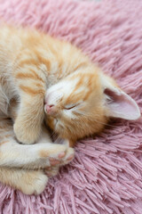 cute red kitten sleeping on a soft fluffy pillow, curled up comfortably. comfort and relaxation of your beloved pet. cat day. Childhood of a cat. pet sleeps sweetly