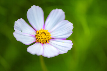 In summer, colorful Gesang flowers bloom