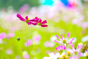 In summer, colorful Gesang flowers bloom