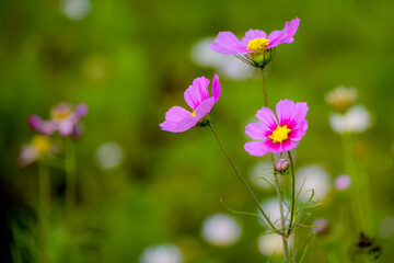 In summer, colorful Gesang flowers bloom
