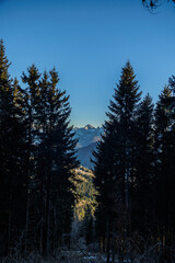 inquadratura verticale di varie catene montuose  e vallate distanti viste da dietro una fitta foresta scura in alta montagna, di pomeriggio, in inverno, sotto un cielo sereno e azzurro