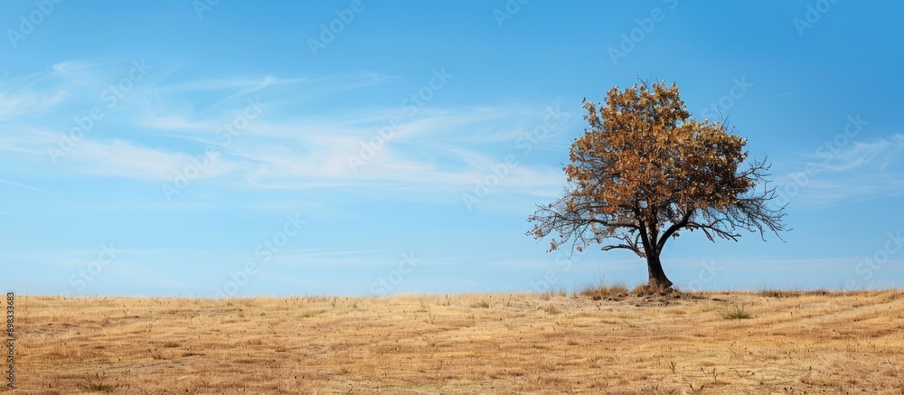 Poster deciduous tree in a dry field with brown grass under a blue sky providing a serene backdrop for copy