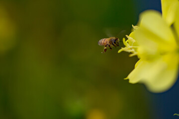 Evening primrose and snails and bees lying on its leaves, a natural sight