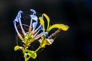 flower with spider web