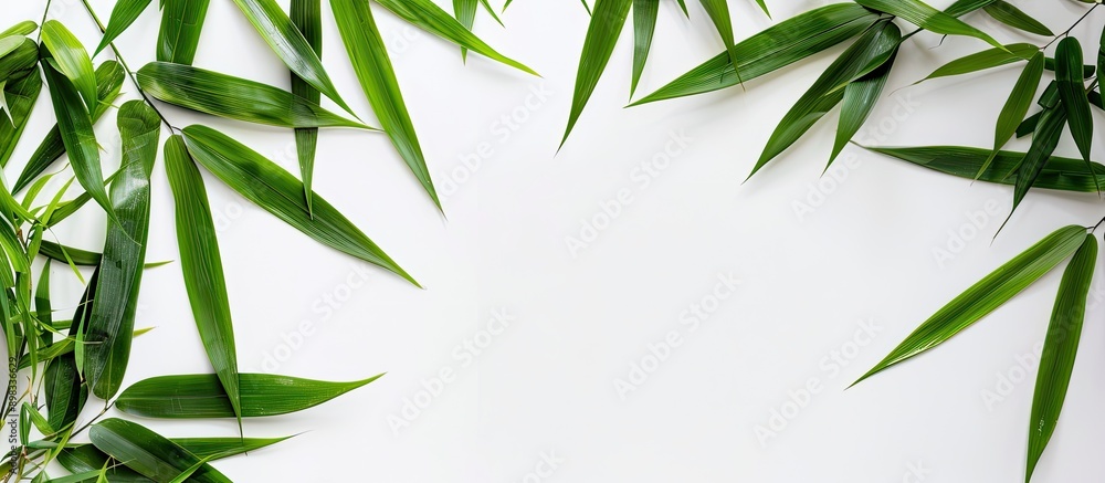 Poster bamboo leaves isolated on a white background suitable as a border or frame for a natural concept cop