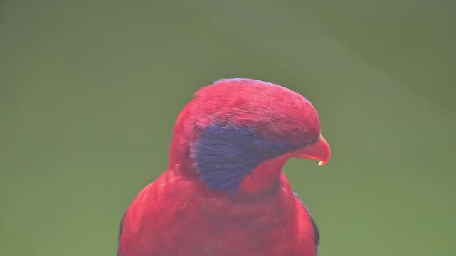 potrait bird Black-winged Lory

