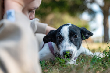 Young woman with dog outdoor. Woman relaxing in a park with her dog