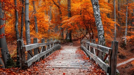  A wooden bridge traverses a forest floor strewn with orange-leafed trees' autumnal castoffs