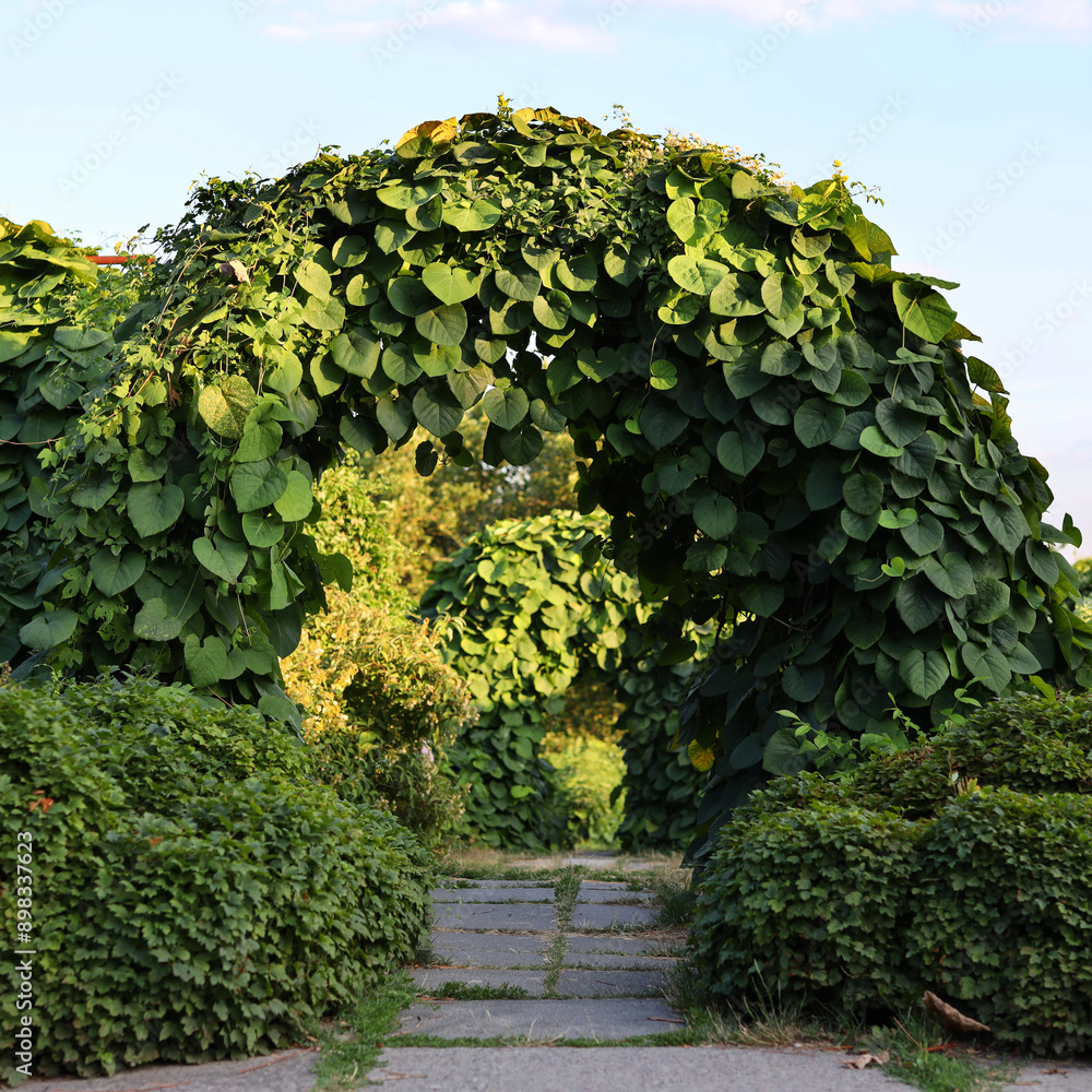 Poster a green archway with vines growing over it. the archway is surrounded by bushes and trees