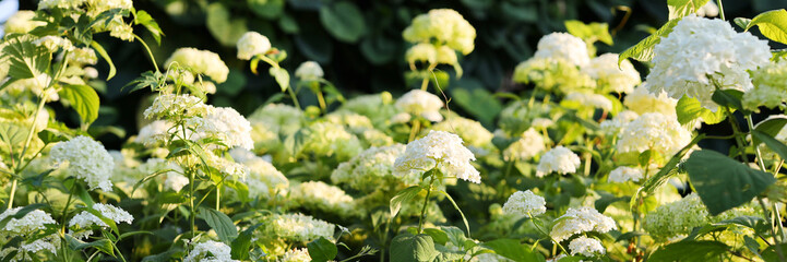 A field of white flowers with green leaves. Concept of freshness and vitality