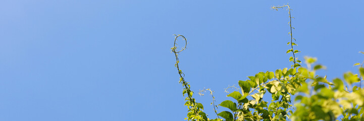 Obraz premium A tree with green leaves and a blue sky in the background. The leaves are growing in a spiral pattern