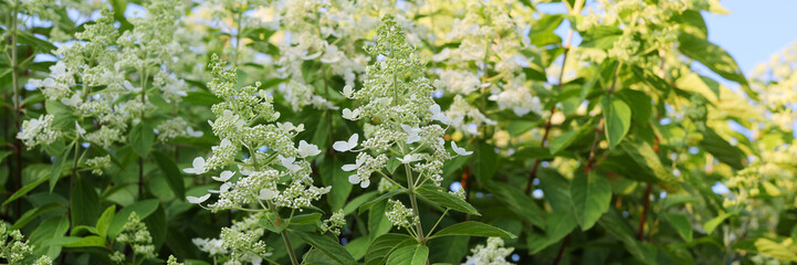 A field of white flowers with green leaves. The scene is peaceful and serene, with the bright white flowers standing out against the green leaves