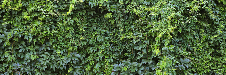 A green vine covered wall with leaves
