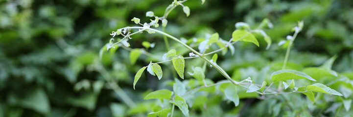 A green plant with leaves and a stem. The plant is growing in a garden